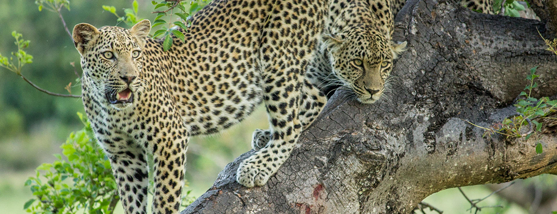 Cheetah Plains - Private Game Reserve