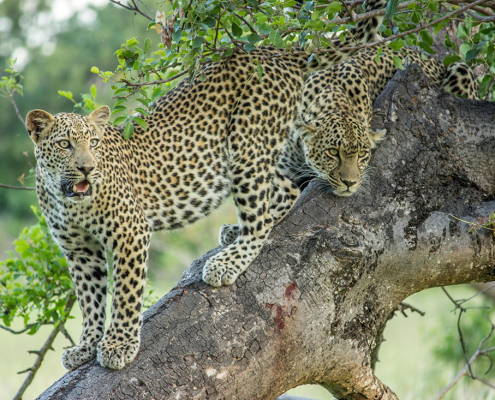Cheetah Plains - Private Game Reserve