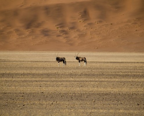 Orys en el Namib