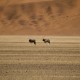Orys en el Namib