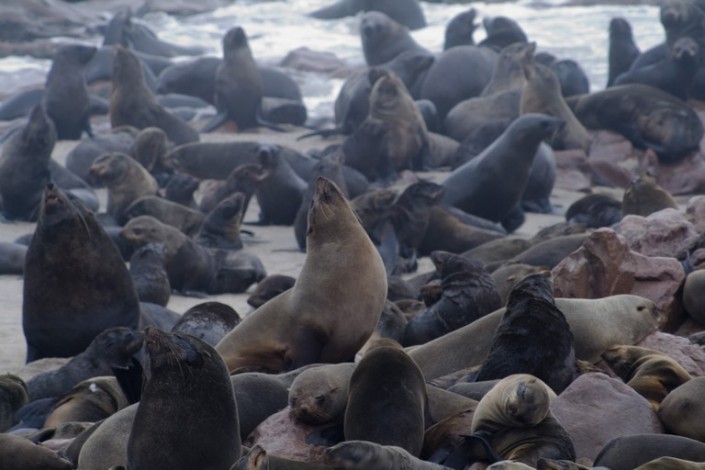 Cape Cross - Namibia