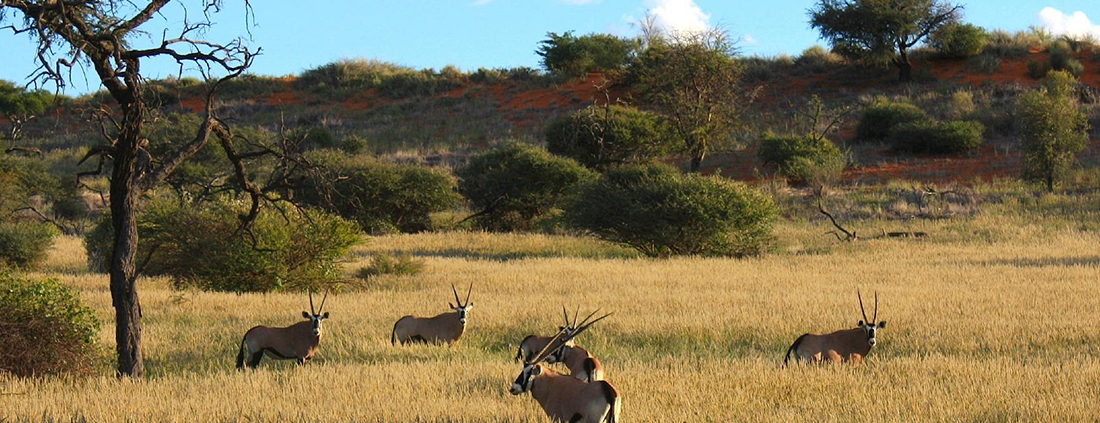 Zebra Kalahari Lodge