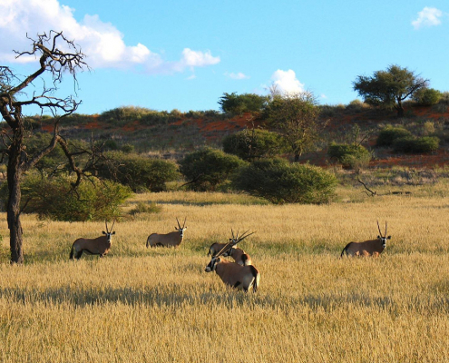 Zebra Kalahari Lodge