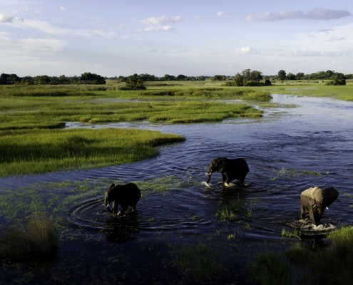 Jacana Camp - Delta del Okavango