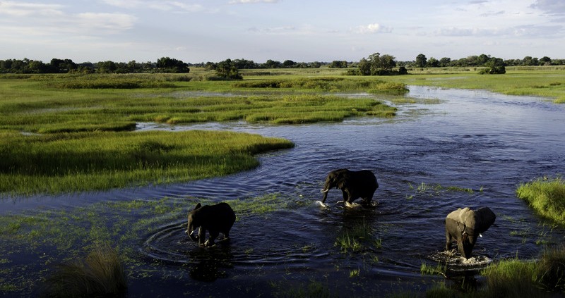 Jacana Camp - Delta del Okavango