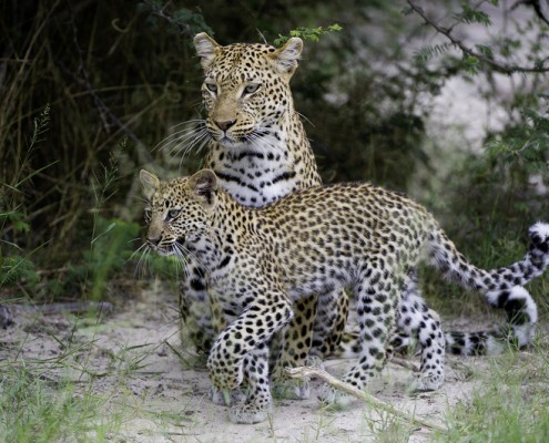 Jao Camp - Delta del Okavango