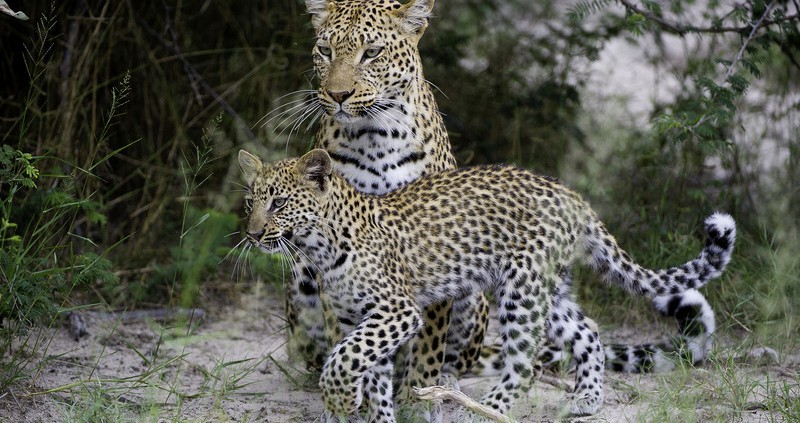 Jao Camp - Delta del Okavango
