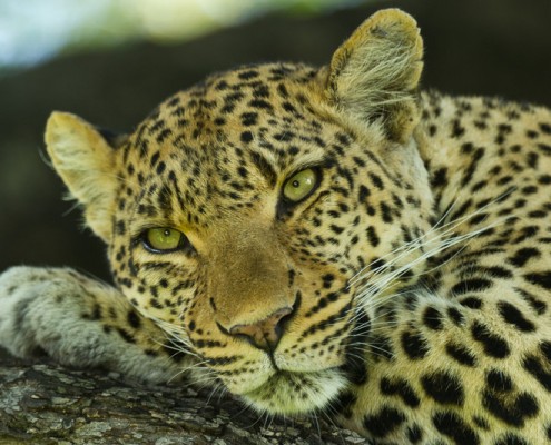 Little Mombo Camp - Delta del Okavango