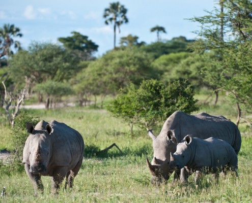 Little Mombo - Delta del Okavango