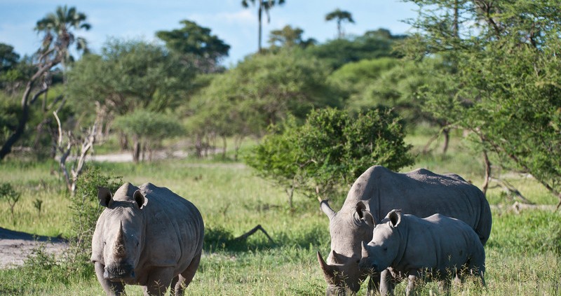 Little Mombo - Delta del Okavango