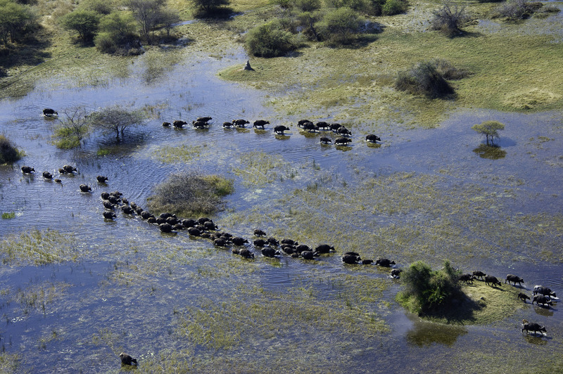 Vumbura Plains - Delta del Okavango