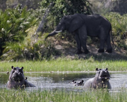 Xigera Camp - Delta del Okavango