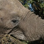 Addo Elephant National Park