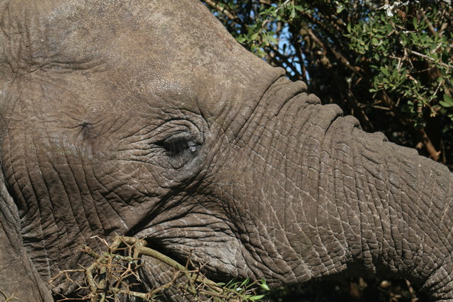 Addo Elephant National Park