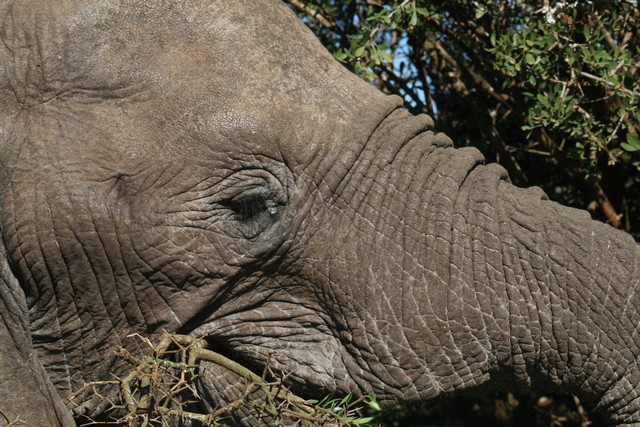 Addo Elephant National Park