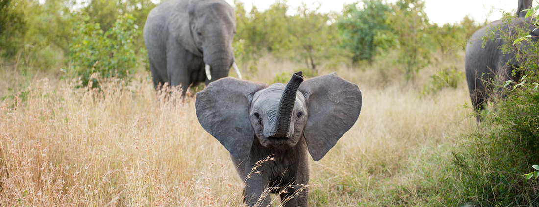 Singita Boulders Lodge