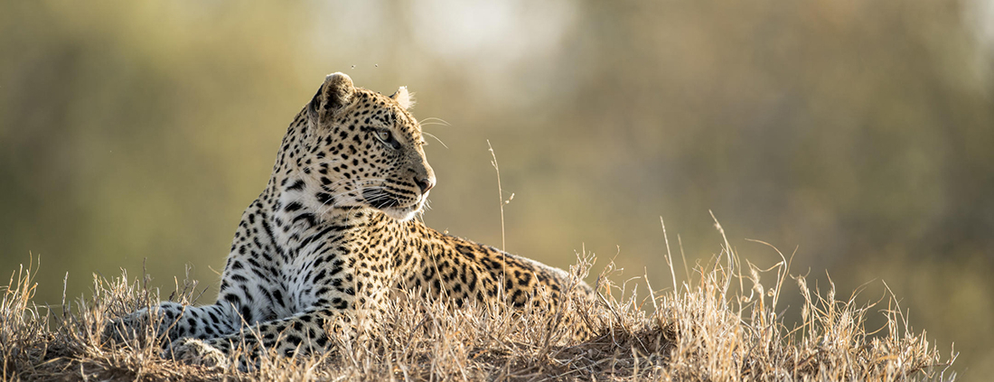 Singita Ebony Lodge - Sabi Sand