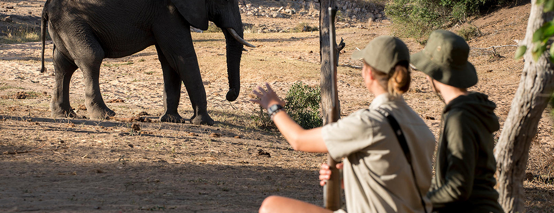 AndBeyond Ngala Safari Lodge AndBeyond Ngala Safari Lodge - safari a pie