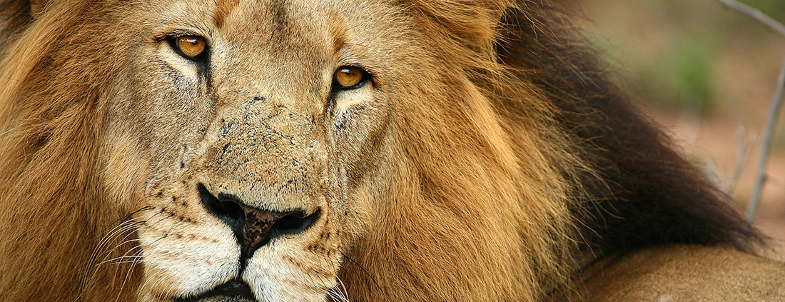 AndBeyond Ngala Safari Lodge
