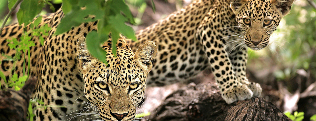 AndBeyond Ngala Safari Lodge