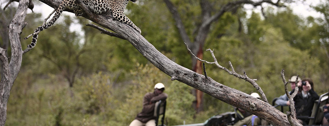 andBeyond Kirkman s Kamp Salida de safari