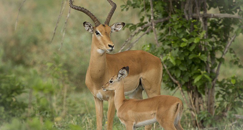 Moremi - Green Season