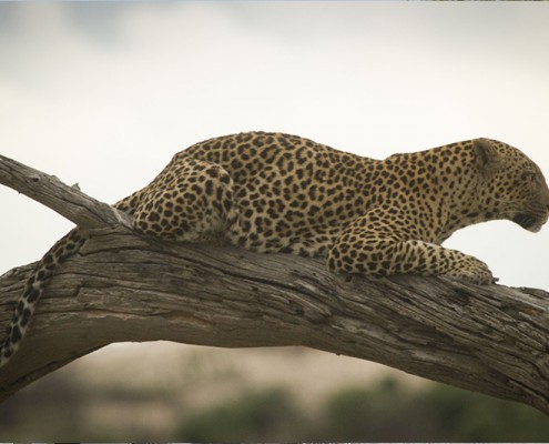 Leopardo en Savute