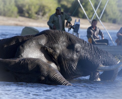 Elefantes nadando en Chobe