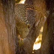 Moremi Game Reserve