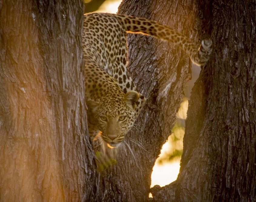 Moremi Game Reserve