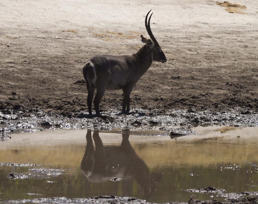 Waterbuck en Savuti - Agosto 2025