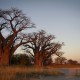 Baobabs de Baines - Nxai Pan