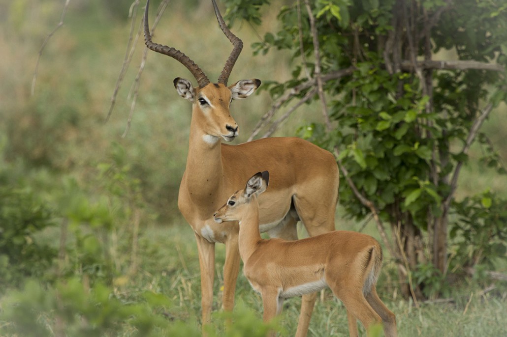 Green Season en Botswana