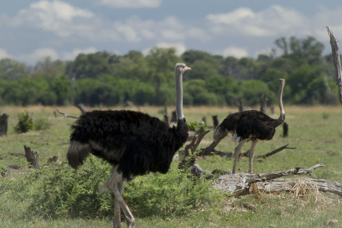 Green Season en Botswana