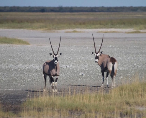 Oryx en Makgadikgadi