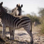 Makgadikgadi NP