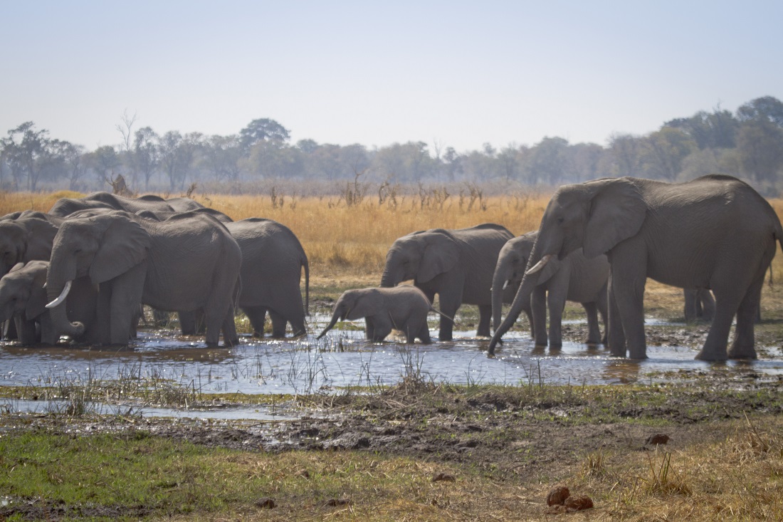 Botswana-elefantes