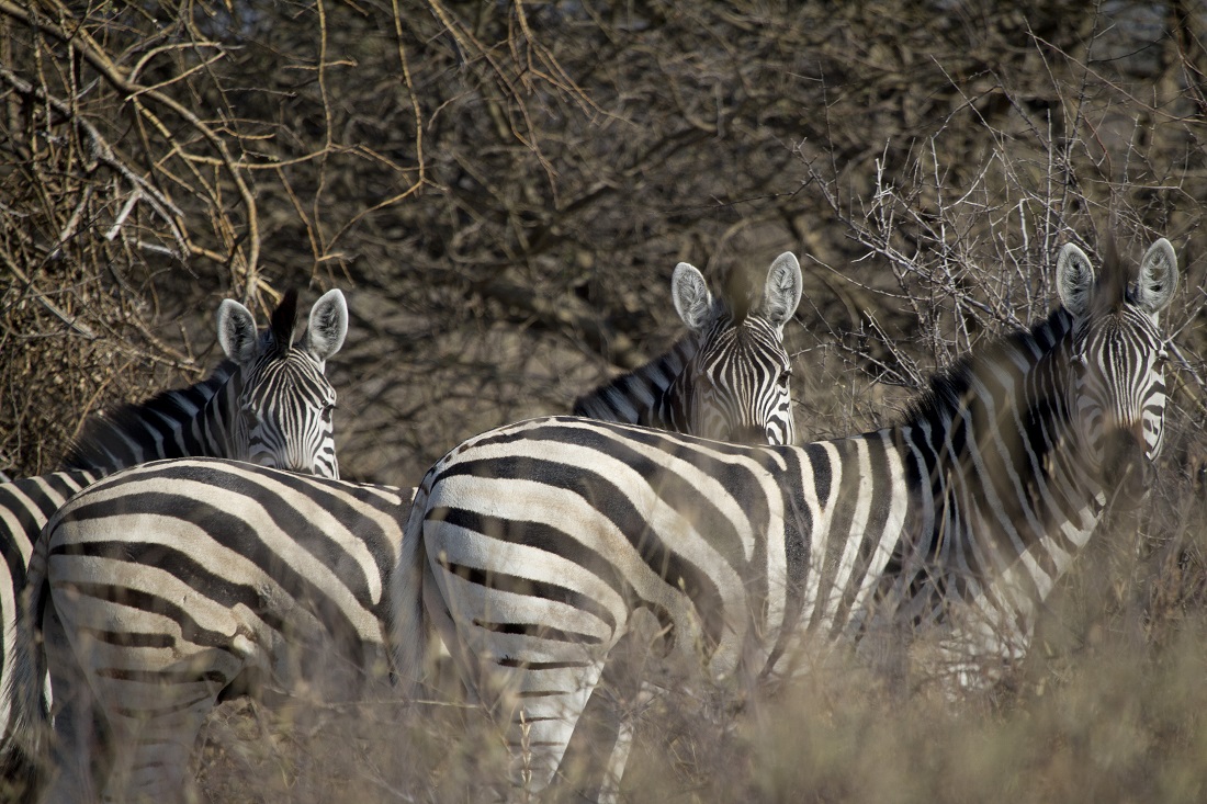 Botswana-cebras