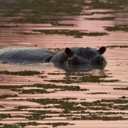 Botswana-hipo