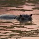 Botswana-hipo