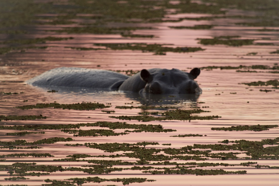 Botswana-hipo