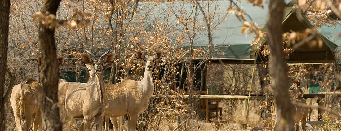 Ongava Tented Lodge