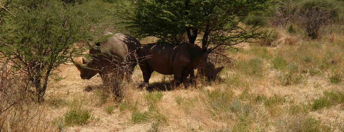 Otjiwa Safari Lodge