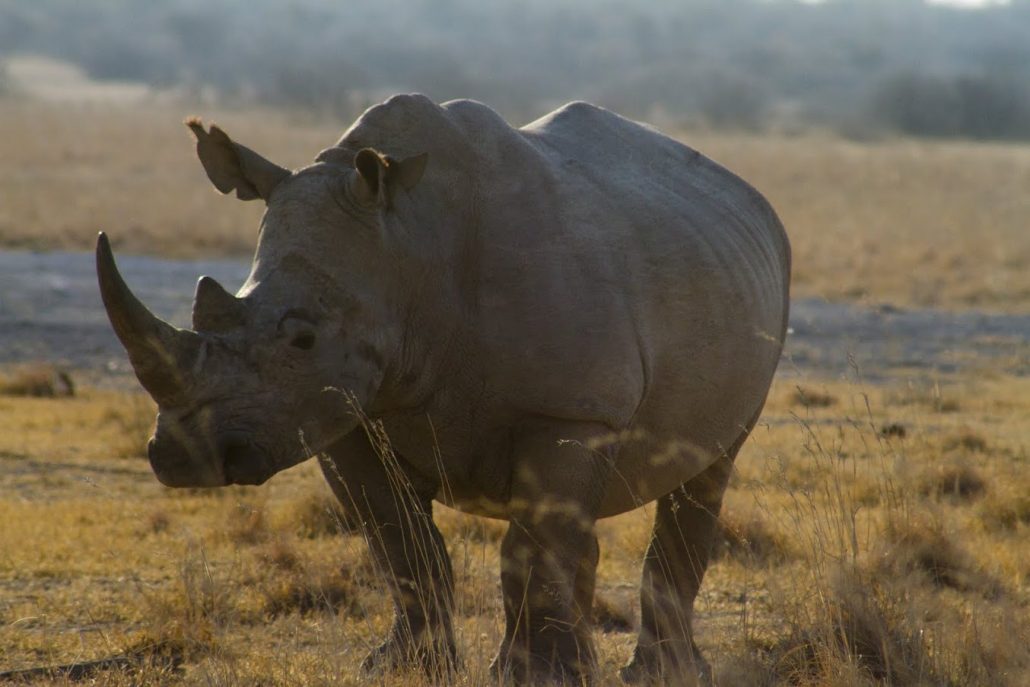 Rinoceronte en Khama Rhino Sanctuary