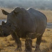 Rinoceronte en Khama Rhino Sanctuary