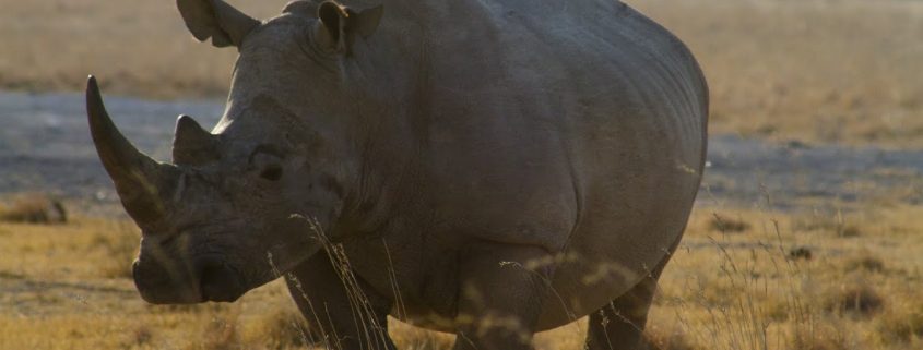 Rinoceronte en Khama Rhino Sanctuary