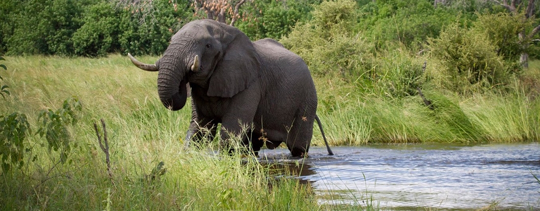 Green Season en Botswana