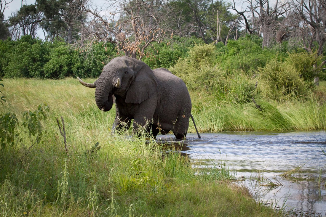 Green Season en Botswana