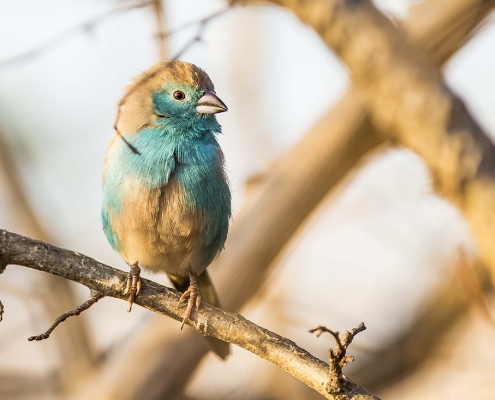 Green Season en Botswana