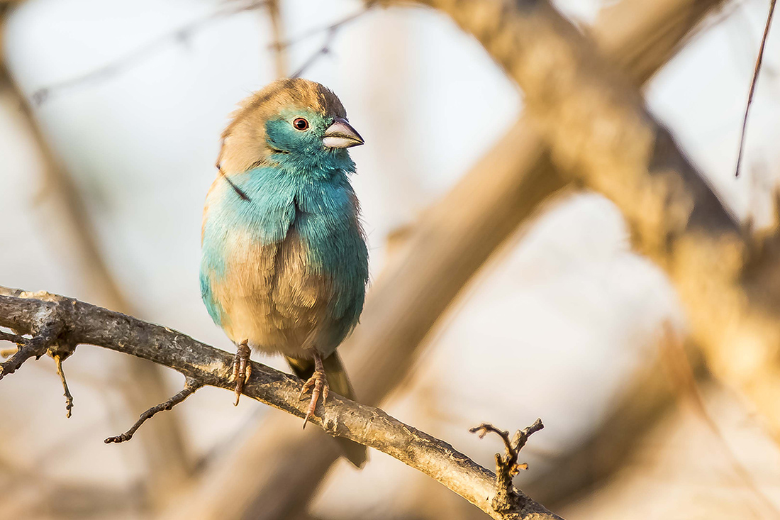Green Season en Botswana